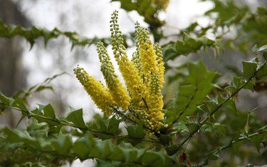 clusters of yellow candle like flowers and spiky green leaves