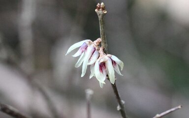 delicate white petalled flower with purple centre on bare grey brown stem