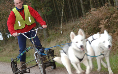 Dogs bikejoring