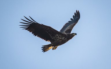 white-tailed eagle in flight