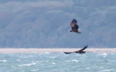 Eagles flying above water playing with a stick