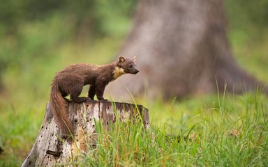 Pine marten standing on tree stump looking right