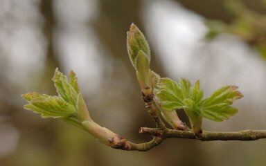 Close-up of small green leaves unfurling from buds on a branch.