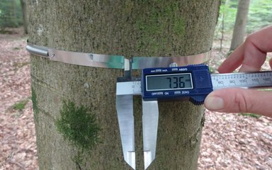 Close-up of a metal band around a tree trunk with a measuring device showing the number 7.36