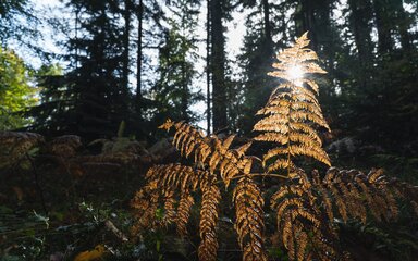 Golden ferns highlight by autumn sunlight in the forest.