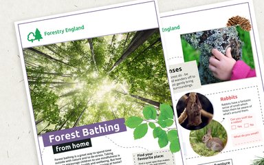 Virtual Forest Bathing | Forestry England