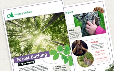 Forest bathing at home activity sheets