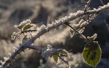 Close-up of a bramble branch covered in heavy frost.