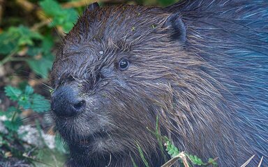 Close-up of a beaver with wet brown fur, partially hidden among green vegetation.