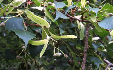 green leafy plant with some pale green thin leaves and brown small round fruit on thin green stems