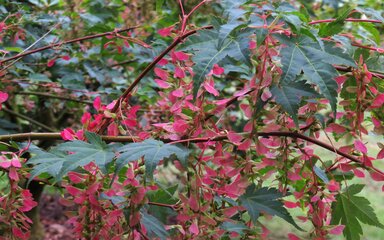 hanging clusters of wing or propeller shaped pink fruits on brown branches with green leaves