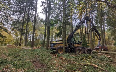 Tree harvester vehicle among trees.