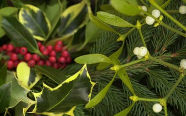 Close-up showing mistletoe leaves and berries, holly leaves and berries and pine tree branches.