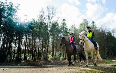 A grey horse and a brown horse in the woods with their riders.