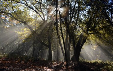 Sun shining through trees