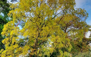 large tree with yellow leaves in woodland against blue sky
