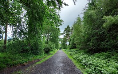 Forest road through broadleaf trees