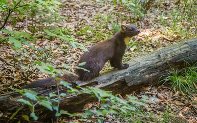 Pine marten standing on a log