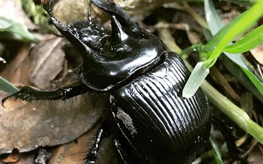 Beetle crawling on forest floor