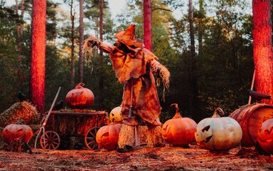 An eerie scarecrow and pumpkins in orange light, in a woodland.