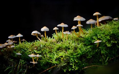 Mushrooms on mossy log in darkness