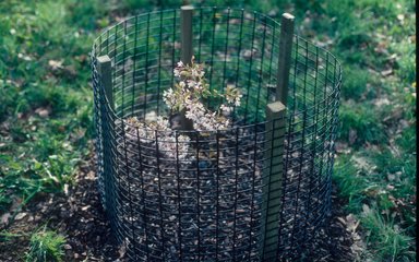 a small tree planted in grass surrounded by protective netting