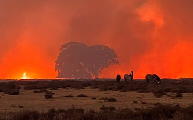Silhouetted wildlife on open grassland in front of a large wildfire, with bright orange flames and thick smoke filling the sky behind a lone tree.