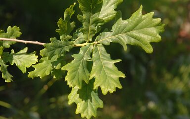 Close-up of English oak leaves growing on a branch.