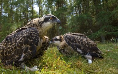 Two young osprey chicks on grassy ground with tall trees in the background.