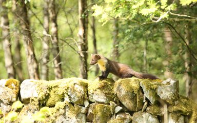 A pine marten stretching out on a stone wall in the forest.