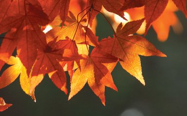 Orange Maple Leaves Westonbirt Generic