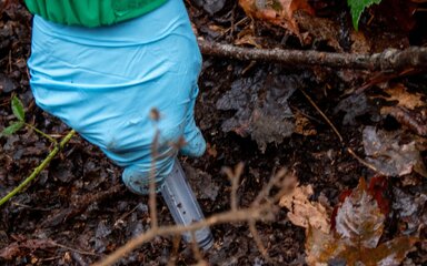Close-up of a hand in a blue latex glove, holding a plastic syringe to a muddy forest floor.