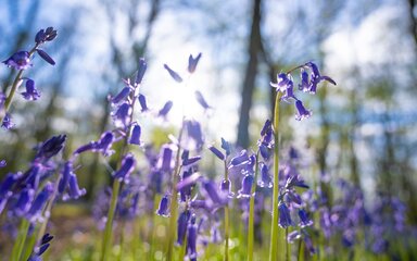 Close-up of purple bluebell flowers.