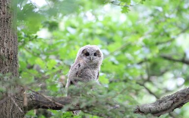 A tawny owl sat on a branch, looking at the camera.
