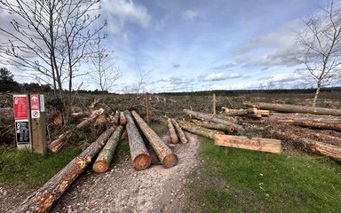 Logs at the beginning of a mountain bike trail