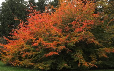 tree with orange autumn leaves and green leafed trees in background