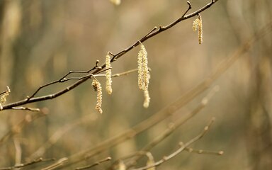 Yellow-golden fluffy catkins handing from a bare branch.