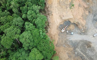 Tree destruction in the Amazon rainforest