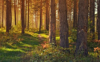 Conifer forest lit by sunshine