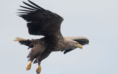 White-tailed eagle in flight