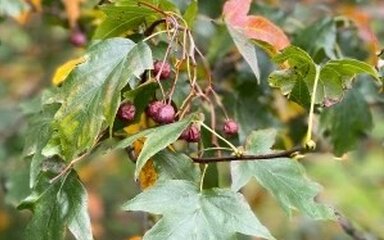 Green leaves starting to turn red in autumn, surrounded by dark red berries