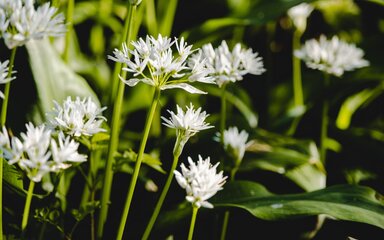 Close-up of white flowers on bring green stems.