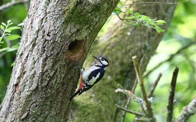 Spotted Woodpecker