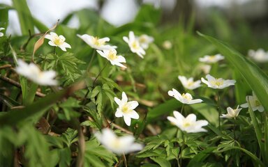 close-up of wood anemone, small white star-shaped flowers.