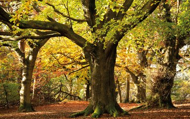 Find a forest or woodland | Forestry England