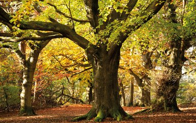 woodland landscape