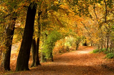 A view down an avenue of mature beech trees in the autumn.