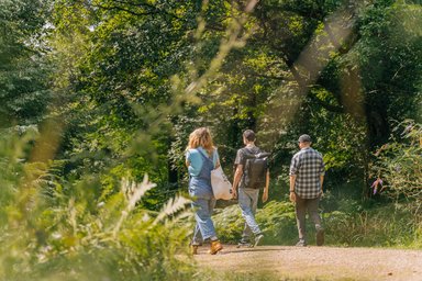 Three people walking away down a forest trail in the summer sunshine