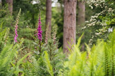 Purple foxgloves in bloom in the foreground with tree trunks in the background