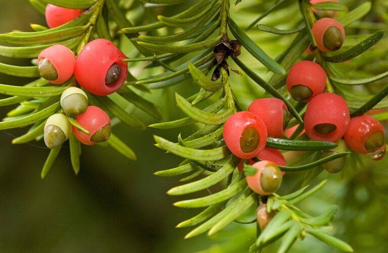 Close up of red yew berries on the tree branch